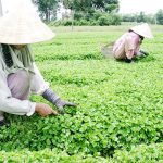 Huế thúc đẩy sản xuất nông nghiệp hữu cơ, an toàn