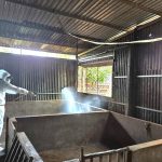 Ổ dịch tả lợn Châu Phi đã được khống chế