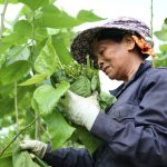 Lũ về 'tặng' phù sa, bãi dâu xanh ngút ngát