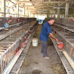 Minh oan cho trứng gà, gỡ khó hỗ trợ người chăn nuôi