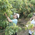 Đi giữa mùa vải chín