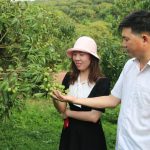 Thị xã Chũ sẵn sàng cho mùa vải thiều 2025: [Bài 1] Những vùng trồng vải được cấp ‘hộ chiếu xanh’