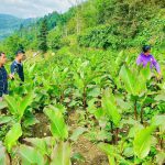 Mở hướng phát triển nông nghiệp sạch, an toàn, bền vững