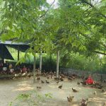 Người chăn nuôi xoay xở chống nắng nóng cho vật nuôi