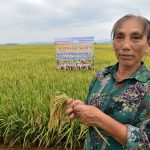 Muốn cấy lúa phát thải thấp phải đi ngược tư duy lúa nước ngàn năm