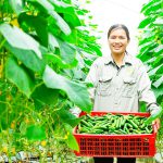 Hiện thực hóa giấc mơ nông nghiệp công nghệ cao trên cánh đồng lớn ở Hải Dương