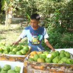 Loại quả dại một thời bán rẻ như cho, nay thành đặc sản