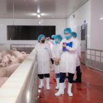 Hà Nội kiểm tra việc chấp hành giết mổ lợn của C.P Việt Nam