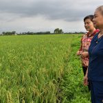 Trở lại cánh đồng không sử dụng thuốc trừ sâu