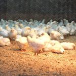 Nuôi gà đẻ trứng áp dụng công nghệ tự động hiện đại