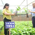Cà phê trồng mới ồ ạt, lo chất lượng giống