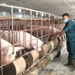 Xây dựng Viện Chăn nuôi và Thú y từ hạt nhân công nghệ, trí tuệ số