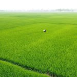Vĩnh Phúc ổn định cả trồng trọt, chăn nuôi và thủy sản