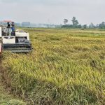 Bảo tồn, mở rộng sản xuất giống lúa nếp than