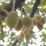 Dinh dưỡng đúng cho sầu riêng: Khổ vì bón thừa phân đạm