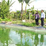 Hậu Giang thực hiện 137 mô hình khuyến nông thúc đẩy sản xuất nông nghiệp