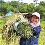 Mô hình 'trồng lúa xanh' ở Yên Bái: Giảm phát thải, tăng năng suất