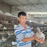 Từ 3 cặp chim bồ câu Pháp biến thành cơ ngơi tiền tỷ