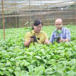 Giống tốt, yếu tố sống còn đảm bảo hiệu quả trồng cà phê