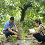 Lào Cai công nhận 5 vườn đầu dòng cây ăn quả ôn đới