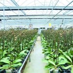 Sớm có chính sách nhân rộng mô hình trồng lan công nghệ cao tại Hà Tĩnh