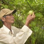 Bất ngờ trái chanh dây có vị ngọt, ăn như nhãn lồng