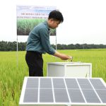 Tưới lúa kiểu mới: Nhiều giá trị, dễ nhân rộng
