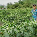 Giống ớt cay Hafam 8 năng suất 21 - 24 tấn quả/ha