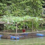 IFCAS - Bí quyết tận dụng ao hồ, tăng gấp đôi thu nhập