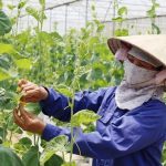 Kiến tạo nền nông nghiệp hiện đại dựa trên khoa học công nghệ tiên tiến