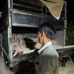 Heo không có giấy kiểm dịch dương tính với dịch tả heo châu Phi và PRRS