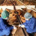 EU thúc đẩy kiểm soát kháng thuốc kháng sinh thông qua biện pháp SPS