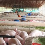 Ứng dụng công nghệ số trong phòng chống dịch bệnh: [Bài 2] Trạm trung chuyển heo kiểm soát dịch bệnh