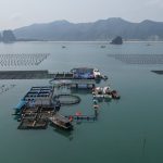 Tháo gỡ vướng mắc cấp phép nuôi biển tại Quảng Ninh