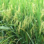 Vinaseed và Quế Lâm hợp lực làm lúa hữu cơ