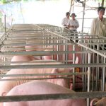 An toàn thực phẩm từ chuồng trại đến bàn ăn
