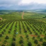 Trang trại sầu riêng công nghệ cao lớn nhất tỉnh Bình Phước