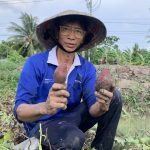 Sâu đục củ hoành hành vùng nguyên liệu khoai lang Vĩnh Long