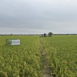 Tẻ Nương Hà Giang 'hiên ngang' ở Đất Cảng
