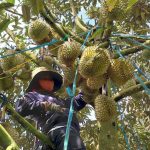 Cây ăn quả, trụ cột mới của nông nghiệp Đắk Nông