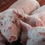 Nhận biết và phòng ngừa viêm da kích ứng trên heo
