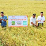 Giống lúa Hưng Long 555 năng suất hơn 11 tấn/ha, gạo trắng trong, cơm mềm dẻo