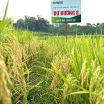 Giống lúa Dự Hương 8 và VNR88 năng suất cao, gạo thơm ngon