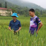 Trồng giống lúa 'nồi đồng cối đá', nông dân không phải phun thuốc