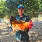 Bảo tồn giống gà Liên Minh: [Bài 2] Gắn vật nuôi đặc sản với kinh tế du lịch