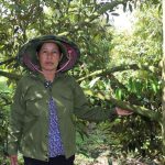 1 nông dân tỉnh Lâm Đồng thiệt hại nặng vì mua nhầm giống sầu riêng