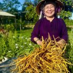 Sâm Nữ Hoàng, tiềm năng mới của ngành dược