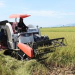 Doanh nghiệp bắt tay nông dân xây dựng vùng lúa hữu cơ xuất khẩu