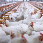 Lời giải công nghiệp hóa ngành chăn nuôi: [Bài 4] Sức bật công nghệ đưa sản phẩm Việt ra thế giới