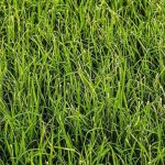 Khẩn trương phòng trừ sâu cuốn lá nhỏ, rầy nâu, rầy lưng trắng